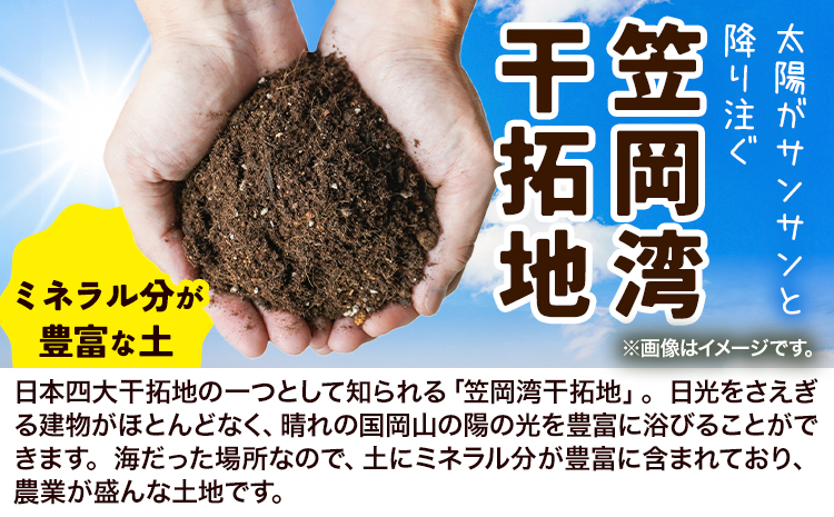 たまねぎ【2025年先行予約分】しお風たまねぎ 約5kg《2025年6月上旬-6月末頃出荷》 玉ねぎ たまねぎ 野菜 青果物 岡山県 笠岡市 玉ねぎ 5kg