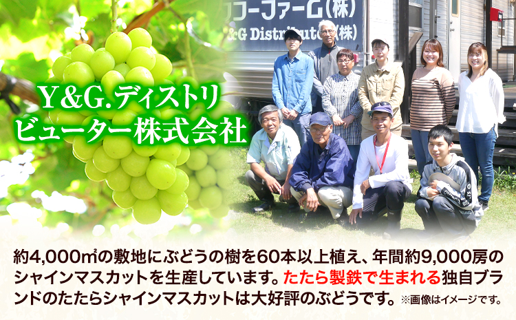 【令和7年度産先行予約】 【3回定期便】マスカット シャインマスカット 約2kg(3~5房)《2025年8月下旬-10月下旬頃出荷》たたらみねらる ギフト 糖度18度以上 フルーツ 種無し ぶどう 葡 Y&G．ディストリビューター 岡山県 笠岡市 定期便