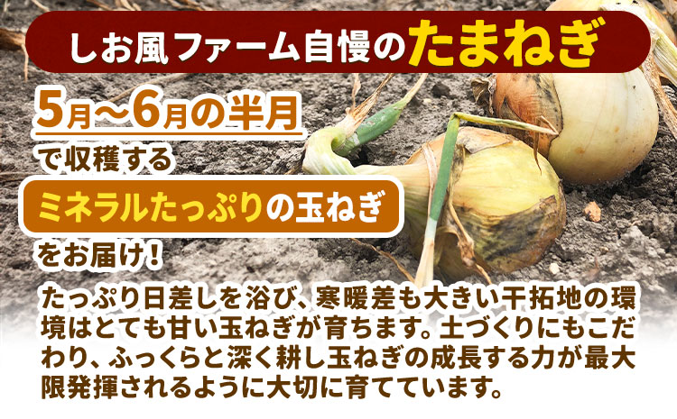 たまねぎ【2025年先行予約分】しお風たまねぎ 約5kg《2025年6月上旬-6月末頃出荷》 玉ねぎ たまねぎ 野菜 青果物 岡山県 笠岡市 玉ねぎ 5kg