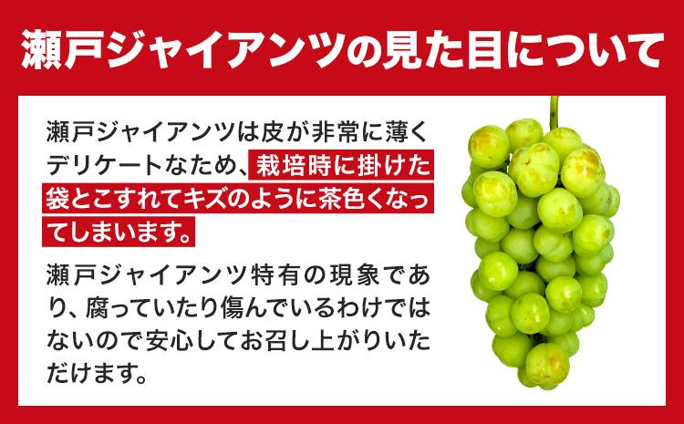 たたらみねらる 瀬戸ジャイアンツ お試しサイズ 1房 約550g Y＆G.ディストリビューター株式会社《2025年8月下旬-10月下旬頃出荷》岡山県 笠岡市 マスカット ぶどう ブドウ 葡萄 フルーツ 果物