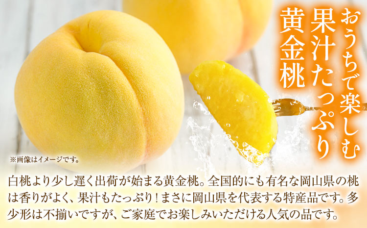 ご家庭用 おかやまの黄金桃 約1.8kg 令和7年産 先行予約 《2025年8月下旬-9月中旬頃出荷》 桃 黄桃 黄金桃 晴れの国おかやま館 フルーツ 果物 果実 岡山県 笠岡市