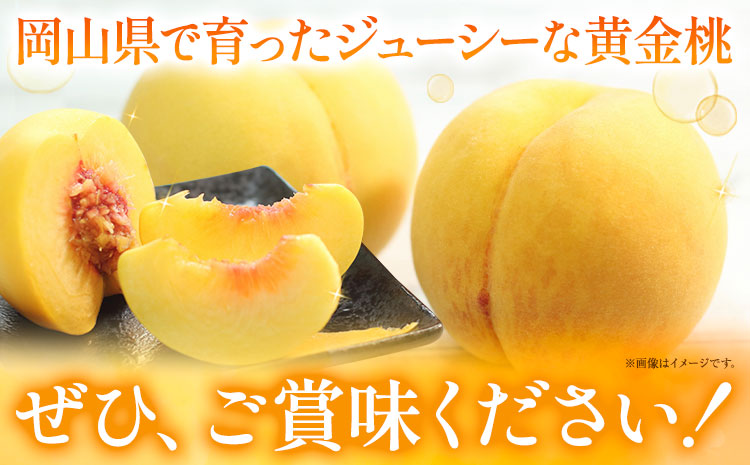 ご家庭用 おかやまの黄金桃 約1.8kg 令和7年産 先行予約 《2025年8月下旬-9月中旬頃出荷》 桃 黄桃 黄金桃 晴れの国おかやま館 フルーツ 果物 果実 岡山県 笠岡市