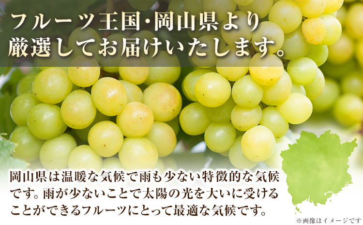 【先行予約】 シャインマスカット 岡山 約650g 1房 厳選 旬 ぶどう ブドウ 葡萄 マスカット 果物 フルーツ ギフト 岡山県 笠岡市 訳あり クール便 爽やか 贅沢《2025年9月中旬‐11月中旬頃出荷》