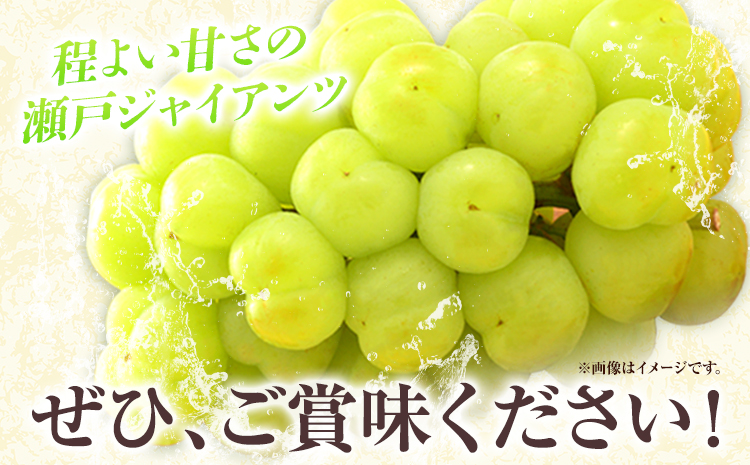 たたらみねらる 瀬戸ジャイアンツ お試しサイズ 1房 約550g Y＆G.ディストリビューター株式会社《2025年8月下旬-10月下旬頃出荷》岡山県 笠岡市 マスカット ぶどう ブドウ 葡萄 フルーツ 果物