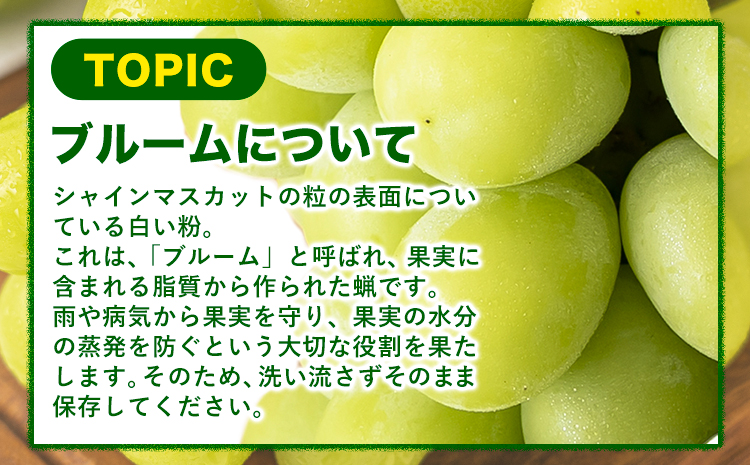 【先行予約】 シャインマスカット 岡山 約650g 1房 厳選 旬 ぶどう ブドウ 葡萄 マスカット 果物 フルーツ ギフト 岡山県 笠岡市 訳あり クール便 爽やか 贅沢《2025年9月中旬‐11月中旬頃出荷》