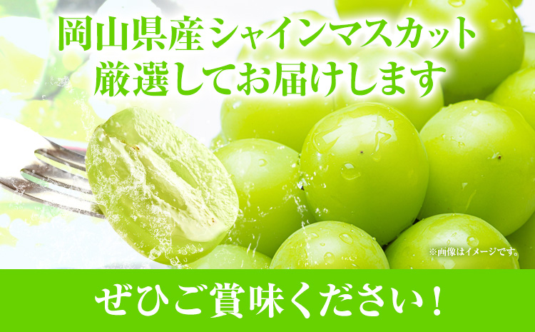 家庭用つる付きシャインマスカット 3房(1房530g以上)【配送不可地域あり】有限会社ホーティカルチャー神島 令和7年産先行受付《9月上旬-10月下旬頃出荷》岡山県 笠岡市 送料無料 葡萄 フルーツ 果物 シャインマスカット つる付き お取り寄せフルーツ