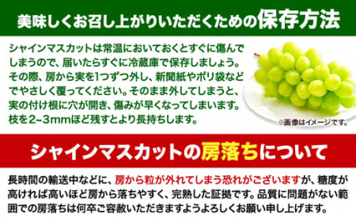 マスカット シャインマスカット 岡山 先行予約 数量限定 岡山県産 笠岡市 1kg以上 たたらみねらる 2房《2025年8月下旬-10月下旬頃出荷》 甘い 種無し 朝どれ ぶどう ブドウ 葡萄 マスカット シャインマスカット