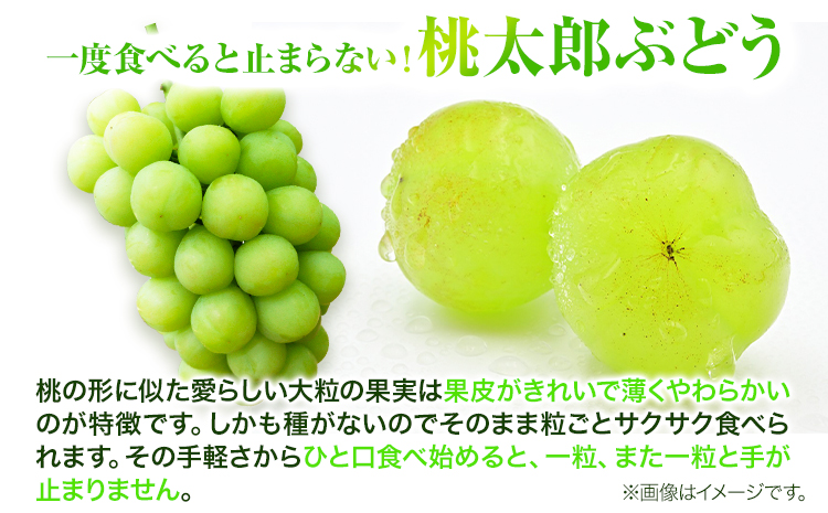 岡山県産桃太郎ぶどう（1房680g以上）1房入り　令和7年産先行受付《9月上旬-10月中旬頃出荷》【配送不可地域あり】