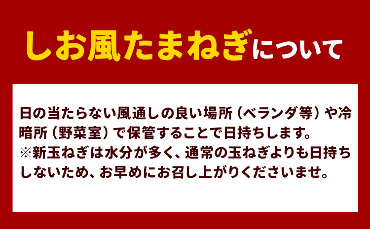 【2025年先行予約】 しお風新たまねぎ 約10kg 2025年発送 先行予約《5月下旬-6月上旬頃出荷》 玉ねぎ 新たまねぎ 玉葱 たまねぎ 新玉 野菜 青果物 岡山県 笠岡市