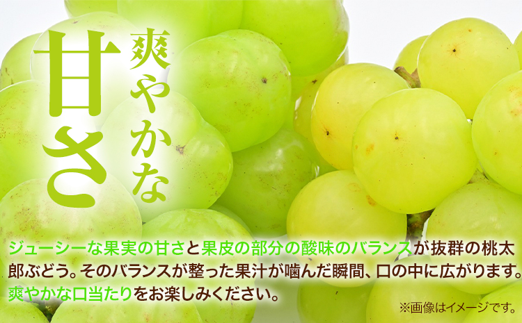 岡山県産桃太郎ぶどう（1房680g以上）1房入り　令和7年産先行受付《9月上旬-10月中旬頃出荷》【配送不可地域あり】