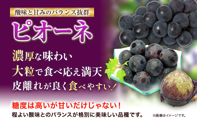 【2025年産先行予約】3ヶ月 定期便 食べ比べセット たたらみねらる シャインマスカット 瀬戸ジャイアンツ ピオーネ 各1房《2025年8月下旬-10月下旬頃出荷》岡山県 笠岡市 マスカット ぶどう ブドウ 葡萄 フルーツ 果物 たたらみねらる 食べ比べ セット