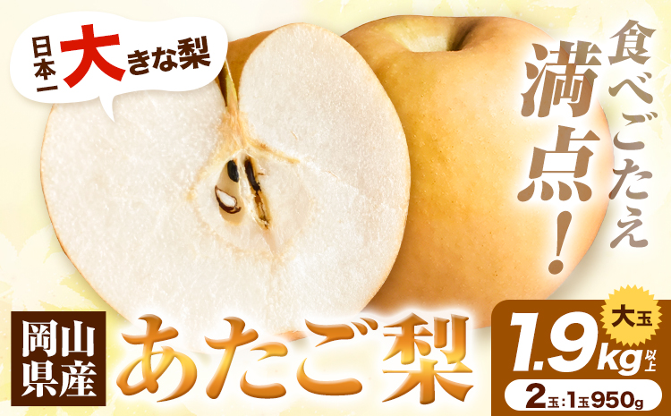 岡山県産 あたご梨　大玉2個入り（1玉　950g以上) 令和7年産先行受付《11月下旬-12月中旬頃出荷》