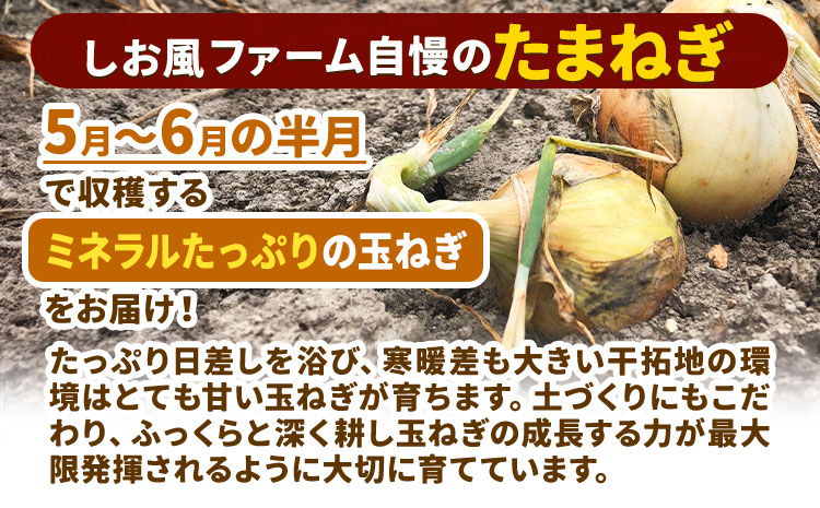 【2025年先行予約分】しお風たまねぎ 約15kg《2025年6月上旬-6月末頃出荷(土日祝除く)》 玉ねぎ たまねぎ 野菜 青果物 岡山県 笠岡市