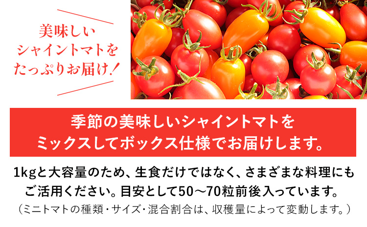 【先行予約】シャイントマト 1kg シャイントマトファーム《1月中旬-6月中旬頃出荷》岡山県 笠岡市 送料無料 トマト 野菜 ミニトマト【配送不可地域あり】