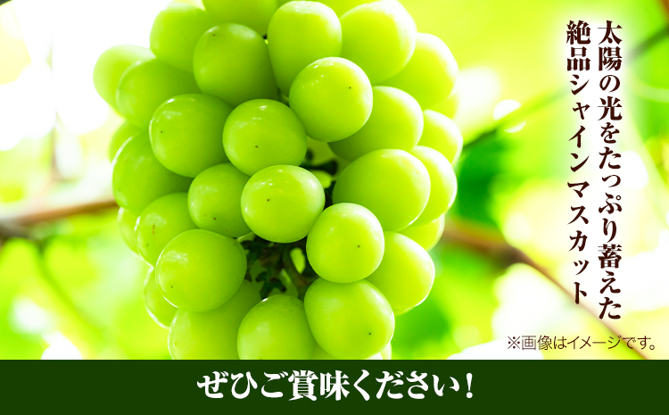 岡山県産シャインマスカット（晴王）（1房580g以上　2房入り）（令和7年産先行受付）《9月上旬-10月下旬頃出荷》葡萄 ぶどう ブドウ マスカット シャインマスカット 種無し フルーツ 獲れたて【配送不可地域あり】
