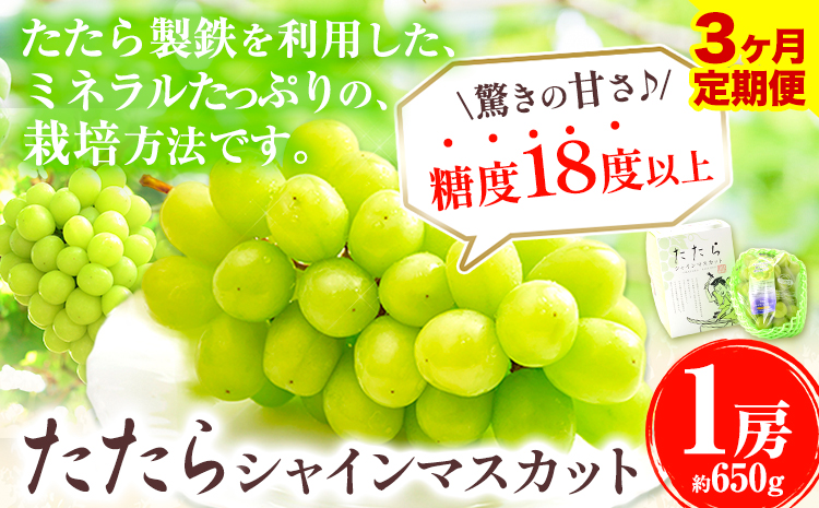 【令和7年度産先行予約】 【3回定期便】マスカット シャインマスカット 1房(約650g)《2025年8月下旬-10月下旬頃出荷》たたらみねらる ギフト 糖度18度以上 フルーツ 種無し ぶどう 葡 Y&G．ディストリビューター 岡山県 笠岡市 定期便