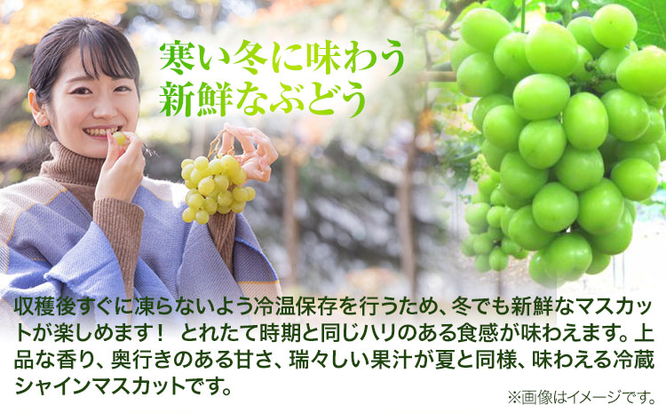 岡山県産　冷蔵シャインマスカット（1房530g以上2房入り）令和7年度産先行受付《11月中旬-12月中旬頃出荷》【配送不可地域あり】