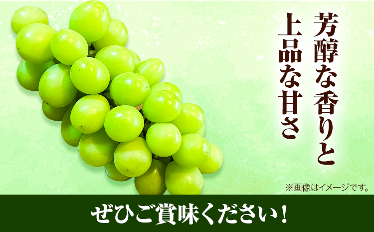 岡山県産マスカット（マスカット オブ アレキサンドリア　1房750g以上）令和7年産先行受付《7月上旬-8月中旬頃出荷》【配送不可地域あり】