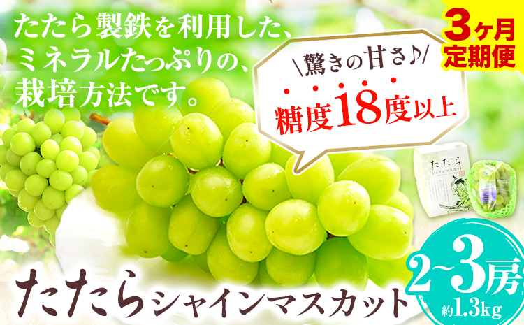 【令和7年度産先行予約】 【3回定期便】マスカット シャインマスカット 約1.3kg(2~3房)《2025年8月下旬-10月下旬頃出荷》たたらみねらる ギフト 糖度18度以上 フルーツ 種無し ぶどう 葡 Y&G．ディストリビューター 岡山県 笠岡市 定期便