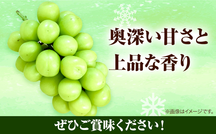 岡山県産　冷蔵シャインマスカット（1房530g以上2房入り）令和7年度産先行受付《11月中旬-12月中旬頃出荷》【配送不可地域あり】