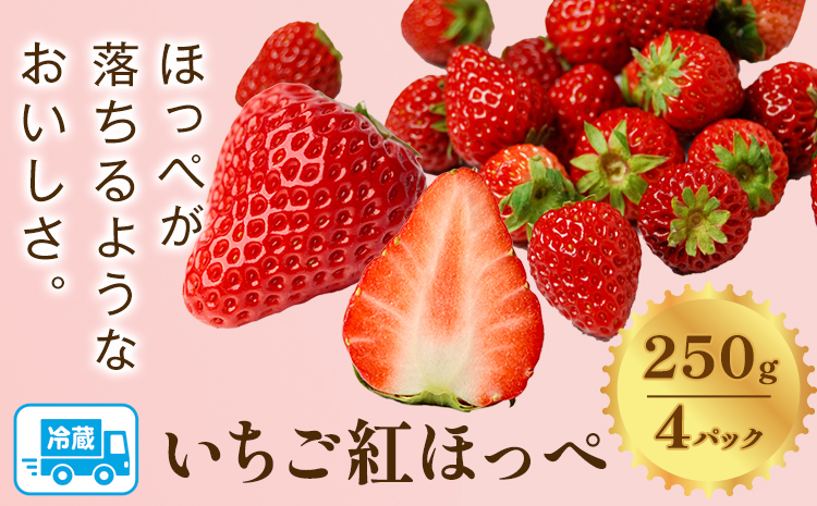 先行予約 いちご 紅ほっぺ 1000g(250g×4パック) JA笠岡アグリ《2025年1月中旬-3月末頃出荷》岡山県 笠岡市 送料無料 苺 フルーツ 果物 お取り寄せ【配達不可地域あり】