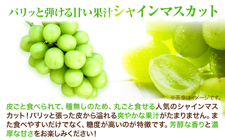 岡山県産シャインマスカット（晴王）（1房580g以上　2房入り）（令和7年産先行受付）《9月上旬-10月下旬頃出荷》葡萄 ぶどう ブドウ マスカット シャインマスカット 種無し フルーツ 獲れたて【配送不可地域あり】