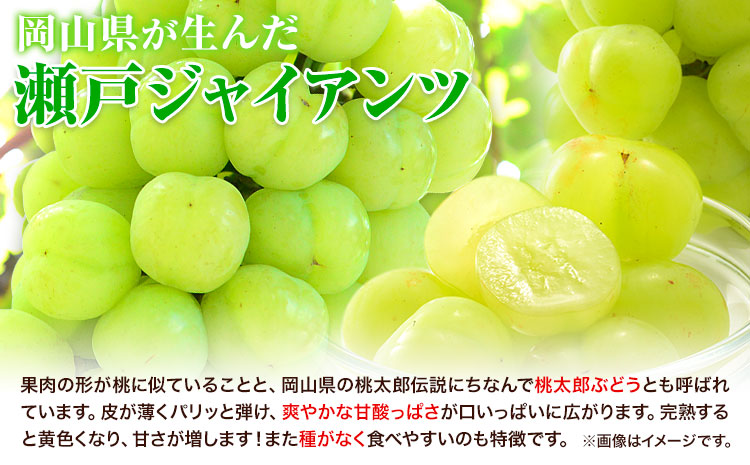 【2025年産先行予約】3ヶ月 定期便 食べ比べセット たたらみねらる シャインマスカット 瀬戸ジャイアンツ ピオーネ 各1房《2025年8月下旬-10月下旬頃出荷》岡山県 笠岡市 マスカット ぶどう ブドウ 葡萄 フルーツ 果物 たたらみねらる 食べ比べ セット