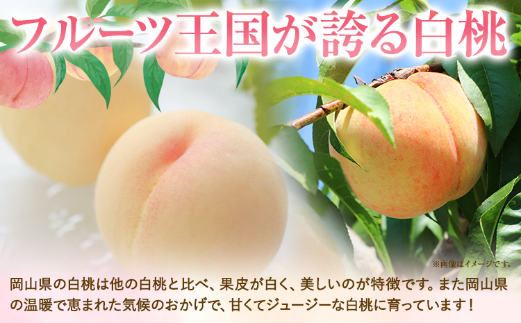 ご家庭用 おかやまの桃 約900g(大玉3玉) 令和7年産 先行予約  《2025年7月上旬-8月下旬頃出荷》 桃 晴れの国おかやま館 フルーツ 果物 果実 岡山県 笠岡市