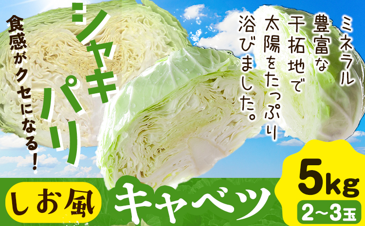 しお風キャベツ 約5kg ( 2～3玉 )《2025年1月中旬‐3月末頃出荷》 キャベツ 野菜 青果物 岡山県 笠岡市