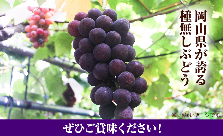 岡山県産ニューピオーネ（1房680g以上）1房入り 令和7年産先行受付《9月上旬-10月中旬頃出荷》【配送不可地域あり】