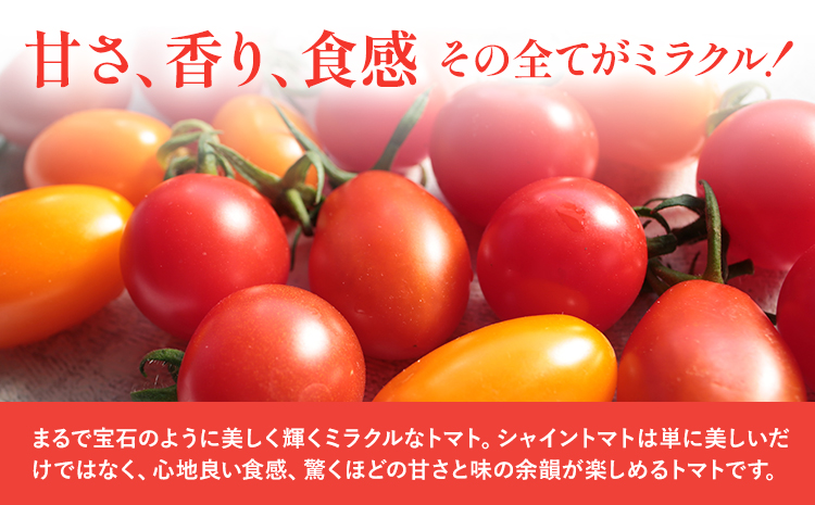 S-13 シャイントマト1kg シャイントマトファーム《1月中旬-6月中旬頃出荷予定》岡山県 笠岡市 トマト 野菜 ミニトマト