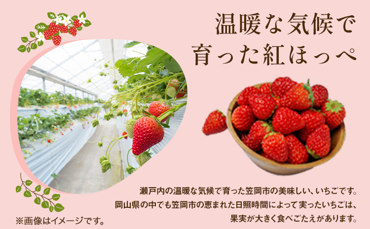 先行予約 いちご 紅ほっぺ 1000g(250g×4パック) JA笠岡アグリ《2025年1月中旬-3月末頃出荷》岡山県 笠岡市 送料無料 苺 フルーツ 果物 お取り寄せ【配達不可地域あり】