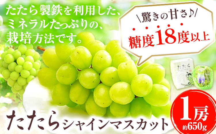 【令和7年度産先行予約】 マスカット シャインマスカット 1房（約650g）たたらみねらるシャインマスカット 《2025年8月下旬-10月下旬頃出荷》 ギフト 糖度18度以上 フルーツ 種無し ぶどう 葡 Y&G．ディストリビューター 岡山県 笠岡市