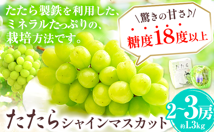 【令和7年度産先行予約】 マスカット シャインマスカット  約1.3kg(2~3房) たたらみねらるシャインマスカット《2025年8月下旬-10月下旬頃出荷》 ギフト 糖度18度以上 フルーツ 種無し ぶどう 葡 Y&G．ディストリビューター 岡山県 笠岡市