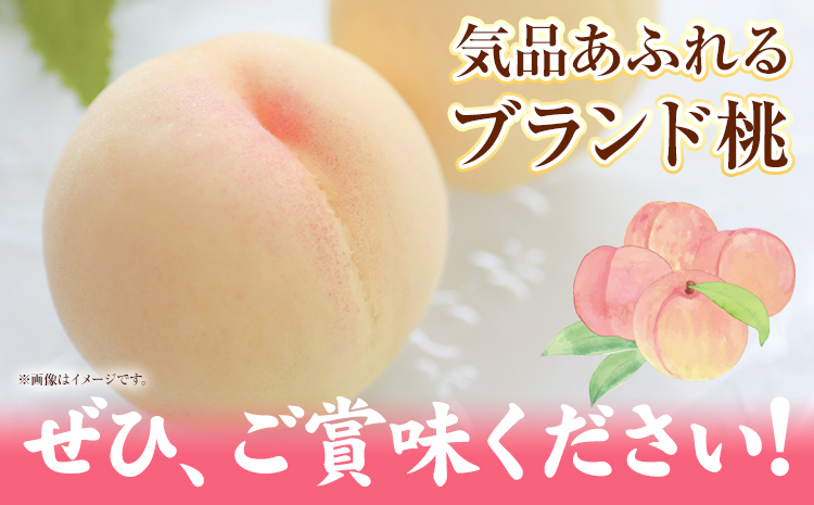 令和7年産 先行予約 清水白桃 約2kg（８玉） 《2025年7月下旬-8月上頃出荷》 桃 清水白桃 白桃 晴れの国おかやま館 フルーツ 果物 果実 岡山県 笠岡市