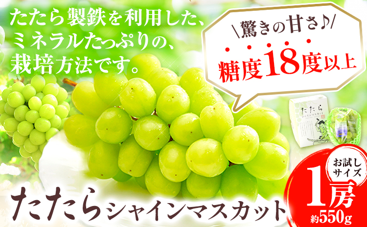 【2025年度産先行予約】 マスカット シャインマスカット お試しサイズ 1房（約550g）たたらみねらるシャインマスカット ギフト 糖度18度以上 フルーツ 種無し ぶどう 葡 Y&G．ディストリビューター 岡山県 笠岡市 《2025年8月下旬-10月下旬頃出荷》