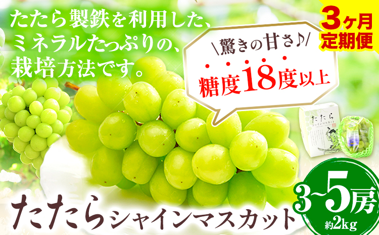 【令和7年度産先行予約】 【3回定期便】マスカット シャインマスカット 約2kg(3~5房)《2025年8月下旬-10月下旬頃出荷》たたらみねらる ギフト 糖度18度以上 フルーツ 種無し ぶどう 葡 Y&G．ディストリビューター 岡山県 笠岡市 定期便