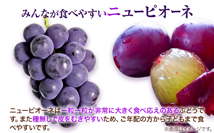 岡山県産ニューピオーネ（１房580g以上）＆シャインマスカット「晴王」（1房580g以上）（令和7年産先行受付）《9月上旬-10月中旬頃出荷》【配送不可地域あり】