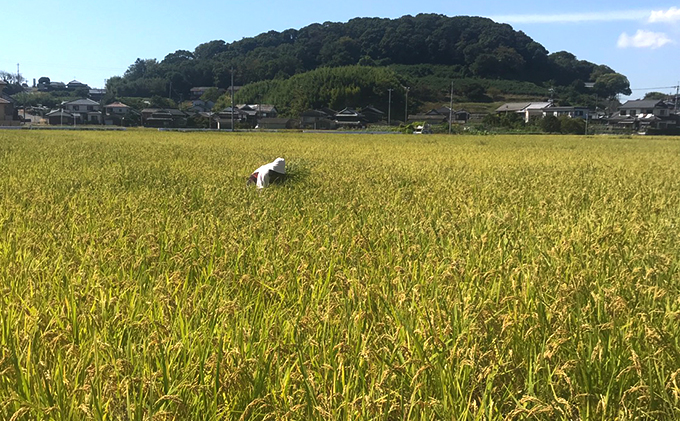 【定期便2ヶ月】瀬戸内自然栽培米 ひのひかり 玄米 10kg（5kg×2袋）