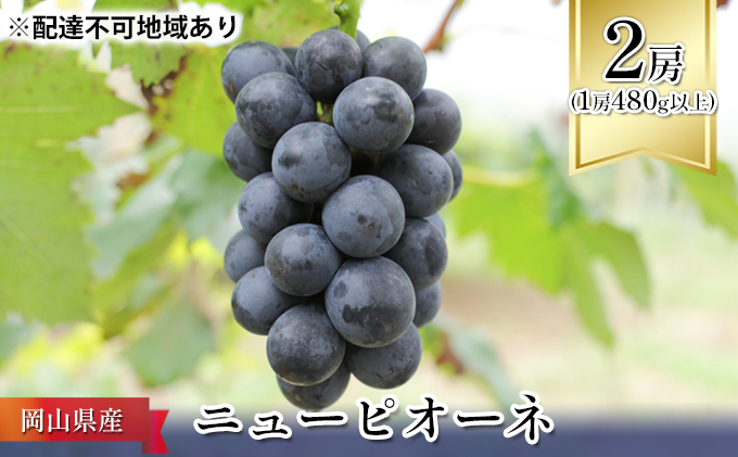 好評 ぶどう ［2023年先行予約］ ニューピオーネ 2房 （1房 480g以上