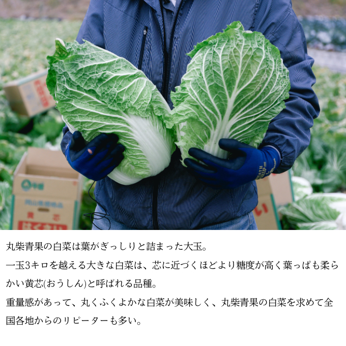 瀬戸内 牛窓産 白菜 約15kg（5～6玉） 野菜 はくさい
