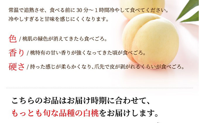 桃 岡山白桃 ロイヤル 5～10玉 約2.4kg 岡山県産 JAおかやまのもも（早生種・中生種）