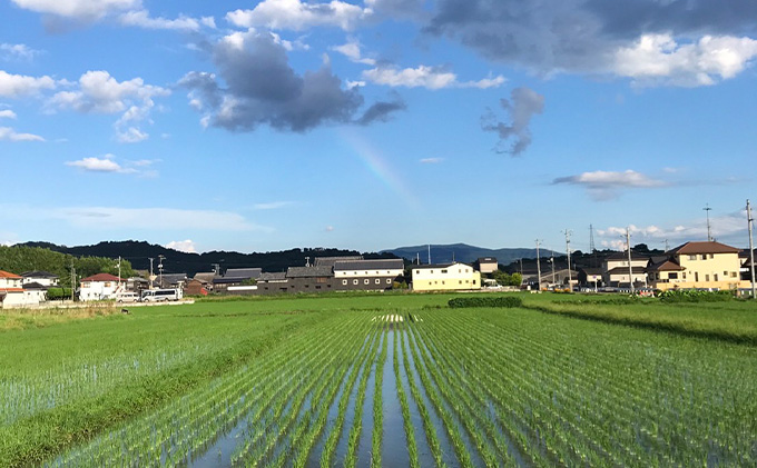 定期便3ヶ月 瀬戸内自然栽培米「ひのひかり」白米 5kg