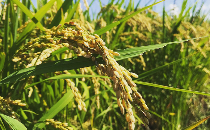 定期便6ヶ月　瀬戸内自然栽培米「朝日」5分づき 5kg