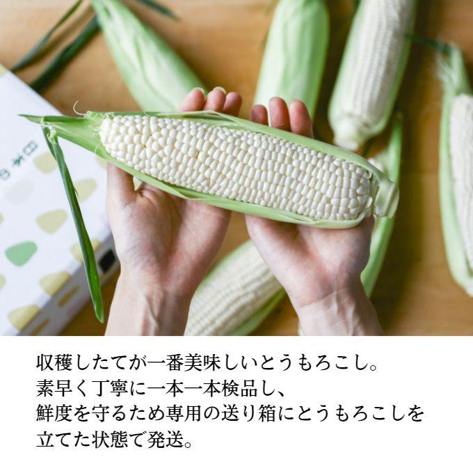  ［2025年先行予約］ まるでフルーツ！ 生で甘い、茹でて美味い！牛窓産 白色 とうもろこし 「うしまどんな」約4kg（8～12本入り）