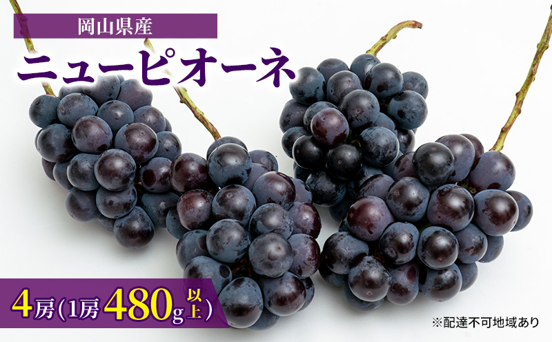 ぶどう 2024年 先行予約 ニュー ピオーネ 4房（1房480g以上）約2kg ブドウ 葡萄  岡山県産 国産 フルーツ 果物 ギフト