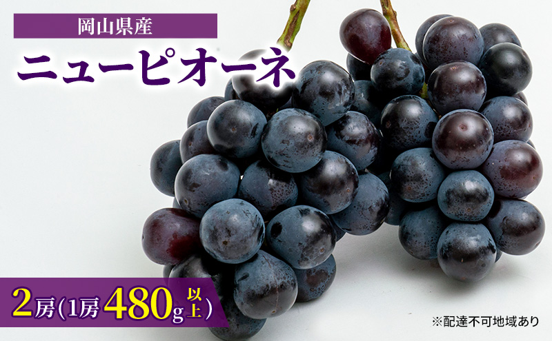 ぶどう 2024年 先行予約 ニュー ピオーネ 2房（1房480g以上）約1kg 化粧箱入り ブドウ 葡萄  岡山県産 国産 フルーツ 果物 ギフト