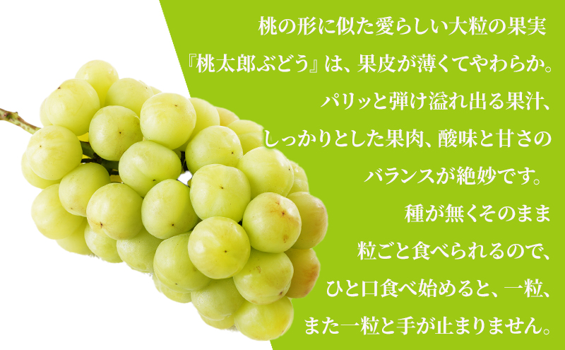 ぶどう 2024年 先行予約 桃太郎 ぶどう 1房（800g以上）化粧箱入り ブドウ 葡萄  岡山県産 国産 フルーツ 果物 ギフト