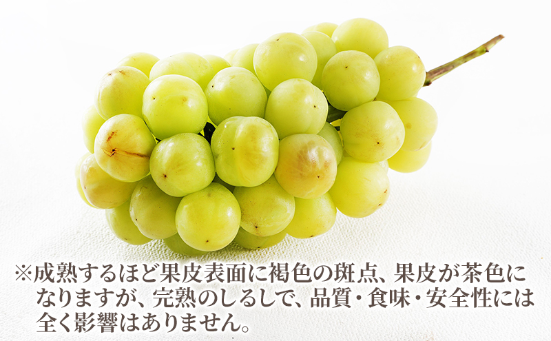 ぶどう 2024年 先行予約 桃太郎 ぶどう 1房（800g以上）化粧箱入り ブドウ 葡萄  岡山県産 国産 フルーツ 果物 ギフト