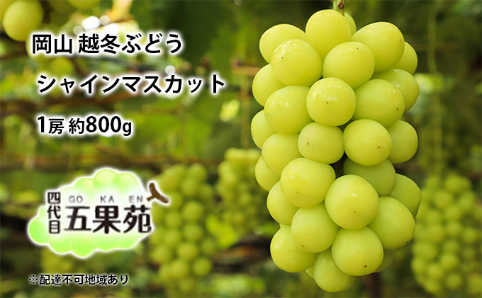 越冬 ぶどう シャイン マスカット 1房 約800g 岡山県産 四代目